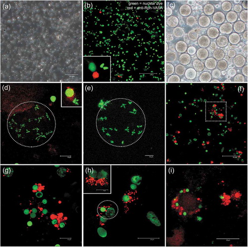 Figure 7. VASA-immunostaining in gonadic cell cultures. (a-h) 10 days in culture. (a) Phase contrast image of male germ cells (mainly spermatozoa). (b) Male germ cells at confocal microscope: nuclear dye in green, VASA-staining in red. In the inset, a magnification of a VASA-stained cell. (c) Phase contrast image of female germ cells (many large, round cells, i.e. oocytes, are visible). (d,e) Oocytes at confocal microscope (meiotic chromosomes compatible with n = 19, 2 n = 38, submetacentric chromosomes, as previously described for R. philippinarum) (nucleus perimeter = dotted oval). Oocytes did not show a clear VASA-staining in their cytoplasm, but adjacent cells, with characteristic rounded nuclei with compact chromatin, show the VASA labelling (magnification of one of these cells in the inset in (d). (f-h) In germ cell cultures, both cells with VASA-staining and cells with no VASA-staining are visible. The VASA-staining is present as granules localized in the cytoplasm, at one side of the nucleus. (g) a cluster of VASA-stained cells (magnification of the dotted square in (f). (h) A VASA-stained cell adjacent to a putative early oocyte (both circled in dotted line). The VASA-staining at one side of the nucleus is well evident in the two cells in the inset. (i) After 3 weeks in culture, a majority of VASA-stained cells are present in the samples