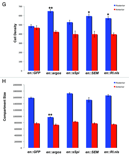 Figure 1G and H. Argos expression increases cell density while decreasing cell growth. (G) Cell Density in the posterior and anterior compartments of adult wings that express different proteins in their posterior compartment. Average cell density of the same area in the posterior and anterior compartments of each genotype is shown with Standard Error. All genotypes show engrailed:Gal4 expressing different transgenes, as indicated. (H) Surface area (expressed in pixel number) in the posterior and anterior compartments of adult wings that express different proteins in their posterior compartment. Average pixel number (representative of wing surface area) of the entire posterior and anterior compartments of each genotype is shown with Standard Error. All genotypes show engrailed:Gal4 expressing different transgenes, as indicated. In both graphs * indicates p < 0.05, while ** indicates p < 0.01.