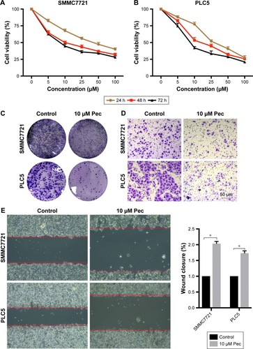 Figure 1 Pectolinarigenin inhibited SMMC7721 and PLC5 cells’ viability, proliferation, migration, and invasive ability.