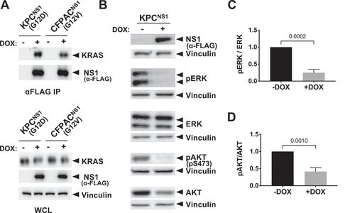 Figure 2. NS1 inhibits KRAS signalling in mouse and human PDAC cells. Mutant KRAS-expressing murine (KPC) and human (CFPAC) PDAC cell lines were infected with lentivirus encoding a doxycycline (DOX)-inducible NS1 expression construct to generate stable cell lines. A) Following DOX induction, NS1 was immunoprecipitated from both KPCNS1 and CFPACNS1 cells followed by Western blot with a KRAS antibody (OP24, Millipore Sigma). Panels below illustrate expression of proteins in whole cell lysates (WCL). B) Effects of DOX-induced NS1 expression on ERK and AKT activation in mouse KPCNS1 PDAC cells. ERK and AKT activation was measured by Western blot of cell lysates with phosphospecific antibodies. Vinculin was used as a normalization control for protein loading. C, D) Quantification of pERK (c) or pAKT (d) from KPCNS1 cell lysates in (b) was done using LI-COR Biosciences Image Studio Lite software (v.5.2.5) and presented as relative pERK or pAKT activation compared to no DOX lysates. Error bars represent s.d. from n = 3 independent experiments. p values were calculated by unpaired, two-tailed t test and are indicated on the graphs.