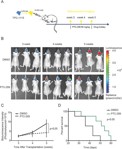 Figure 8. PTC-209 abrogates progression of TPC-1115-derived intracranial tumors