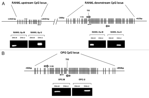 Figure 1. Locations of the RANKL and OPG CpG islands, qMSP and pyrosequencing amplicons. (A) Non-scaled representation of the RANKL gene. Two CpG-rich regions were identified, the upstream one located at -14415 bp from the TSS of the isoform I; and the downstream one, located -260 bp from isoform I TSS. One qMSP amplicon was designed for each region (white arrows). A pyrosequencing amplicon was designed for the downstream CpG region (black arrows). MSP was performed with control fully methylated DNA (DNA-M) or completely unmethylated (DNA-U) to verify the specificity of the MSP primers. (B) Non-scaled representation of the OPG gene. One CpG island was found spanning from -402 to +850 bp of the TSS. qMSP and pyrosequencing amplicons were designed within the CpG-rich area (white and black arrows respectively). MSP was performed using DNA-M or DNA-U to verify the specificity of the MSP primers.
