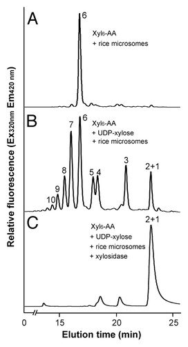 Figure 4. Digestion of the xylosyltransferase-catalyzed reaction products by β-1,4-xylosidase. Microsomes were incubated with the fluorescent Xyl6-AA acceptor and UDP-xylose. The reaction products were digested with β-1,4-xylosidase and then analyzed by reverse-phase HPLC. (A) The control reaction without UDP-xylose showing the Xyl6-AA acceptor peak. (B) Rice microsomes possess the xylosyltransferase activity capable of adding xylosyl residues onto the Xyl6-AA acceptor peak. (C) β-1,4-Xylosidase digestion of the reaction products from (B) results in their degradation into Xyl1-AA and Xyl2-AA, indicating that the reaction products are β-1,4-linked. The number at each peak denotes the number of xylosyl residues for the corresponding xylooligomer.