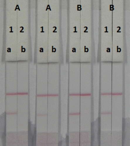 Figure 7. Optimization of the immunochromatographic strip. Concentration of coating antigen (A) 1 mg/mL; (B) 2 mg/mL. The dosage of the mAb that add in GNP: (1) 8 µg/L; (2) 4 µg/L. The standard concentration: (a) 0 ng/mL and (b) 25 ng/mL.