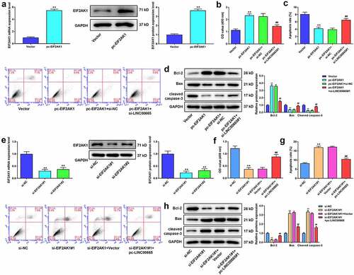 Figure 6. LINC00665 silence eliminates the promoted effect of EIF2AK1 overexpression on MH7A cells. (a) QRT-PCR and western blotting were used to measure EIF2AK1 expression in MH7A cells after transfection with EIF2AK1 overexpressed plasmid. (b) CCK-8 assay to detect cell viability of MH7A cells after transfection with EIF2AK1 overexpressed plasmid and LINC00665 siRNA. (c) Flow cytometric analysis for apoptosis of IL-1β treated MH7A cells. (d) Western blotting for Bax, Bcl-2, and cleaved caspase-3 expression in MH7A cells. **P < 0.01 vs. Vector group, ##P < 0.01 vs. pc-EIF2AK1+ si-NC group. (e) QRT-PCR and western blotting were used to measure EIF2AK1 expression in MH7A cells after transfection with EIF2AK1 siRNAs (f) CCK-8 assay for cell viability of MH7A cells after co-transfection with EIF2AK1 siRNA and LINC00665 overexpressed plasmid. (g) Flow cytometric analysis for apoptosis of IL-1β treated MH7A cells. (h) Western blotting for the levels of Bax, Bcl-2, and cleaved caspase-3 in IL-1β treated MH7A cells. **P < 0.01 vs. si-NC group, ##P < 0.01 vs. si-EIF2AK1#1+ Vector group.