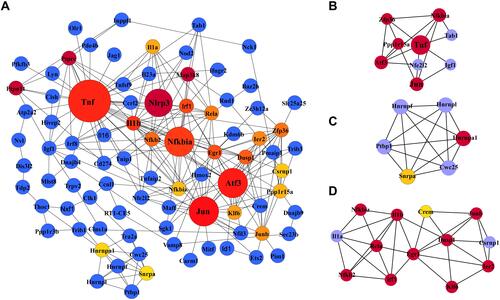 Figure 5 Protein-protein interaction (PPI) network of differentially expressed mRNAs (A) and the top three clusters (B–D) of PPIs. (A) The PPI network consists of 282 nodes and 307 edges. Dot size represents the MCC of nodes. (B–D) The top three highly MCC connected clusters are composed of nine hub genes, six hub genes, and eleven hub genes.