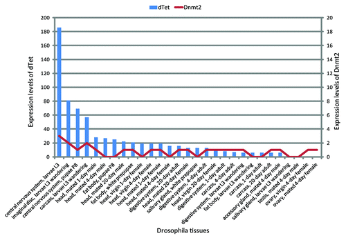 Figure 5. Expression of Dnmt2 and dTet from various Drosophila tissues. These data show that the expression of dTet is highest in the central nervous system. dTet can also be detected in other tissues but at a much lower level. The expression levels of Dnmt2/Mt2 are also highest in the central nervous system though the difference relative to other tissues is smaller.Citation79 Expression levels are given as average number of RNA-seq reads per kilobase of transcript per million fragments mapped.