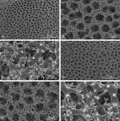 Figure 12. Choanosomal skeleton of Microscleroderma miritatarata sp. nov. Details of rhizoclone desmas of the paratype specimen MNHN-IP-2019-12. (a–c): represent one side of the surface. (d–f): represents the opposite side of the surface