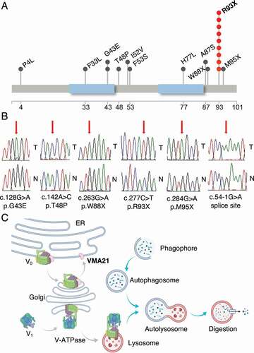 Figure 1. Schema of the VMA21 protein and details of novel follicular lymphoma (FL)-associated VMA21 mutations. (A) Schema of the VMA21 protein comprising 101 amino acids and novel mutations detected in FL. The VMA21 protein is recurrently targeted by a nonsense mutation (p.93X) resulting in a shortened protein of 92 amino acids. Blue: transmembrane domains. (B) Sanger sequence tracings. T = lymphoma B cells, N = paired CD3+ T cells. (C) Schema of the chaperone function of WT VMA21 toward V-ATPase assembly in the ER/Golgi.