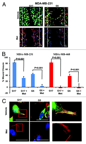 Figure 4. Metformin inhibits cellular motility and wound closure. (A) MDA-MB-231 cell were processed as described. Cover glass was stained by immol/Lunofluorescence (IF) for expression of moesin (green), F-actin (red), and DAPI (blue). Dotted line represents initial scratch at time zero. (B) Percent of wound closure of MDA-MB-231 (left) and MDA-MB-468 (right) was measured relative time 0; bar is representative of 40 μM. Columns are averages of (n = 6) determinants of 3 independent experiments ± SE. (C) MDA-MB-231 cells treated as described above were imaged at 100x on a Nikon microscope. Insets display colocalization of MSN/F-actin and filopodia extension of cells in 17 mmol/L glucose with or without 5 mmol/L metformin, bar is representative of 20 μM. Images are representative of 3 independent experiments.