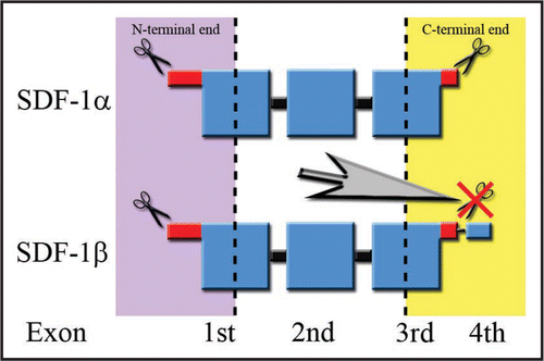 Figure 1 Splicing variant-dependent susceptibility to the degradation process of SDF-1 in blood. Large squares correspond to the ordered structure of the protein. Disordered ends are represented by thinner shapes. The regions of the protein resistant to proteolysis are marked in blue, while parts colored in red represent endings susceptible to the degradation process. The lowest row of words describes the contribution of particular exons to the final structure of the SDF-1 protein. The scissors symbolize the sites of proteinase attack. The large gray arrow in the center of the figure points to the phenomenon of C-terminus degradation prevention by an attachment of a fourth exon resistant to proteolysis during the splicing process.