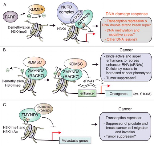Figure 2. Involvement of ZMYND8 and demethylases in the DDR and cancer. (A) KDM5A-ZMYND8-NuRD pathway regulate transcription and promotes repair at DNA DSBs. (B) Enhancer RNA and oncogene transcriptional regulation by ZMYND8-KDM5C in breast cancer. (C) ZMYND8 cooperates with KDM5D to suppress transcription of metastasis genes in prostate cancer.