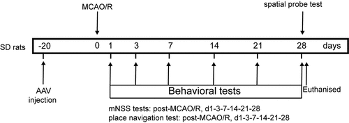 Figure 5. Timeline of experimental procedures (MCAO, reperfusion, behavioral tests, and brain harvested) in MCAO/R rats