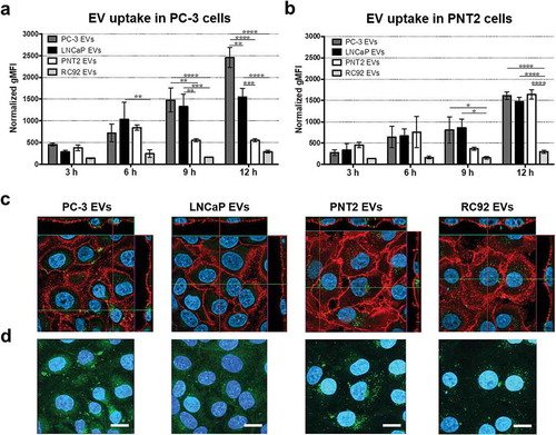 Figure 2. Uptake of prostate cell-derived EVs analysed by flow cytometry and confocal microscopy. Fluorescently labelled EVs (109 particles ml–1) isolated from PC-3, LNCaP, PNT2 and RC92a/hTERT cells were incubated with (a) PC-3 and (b) PNT2 cells. Cells were analysed by flow cytometry and results were plotted as normalised geometric mean fluorescent intensity (gMFI) of EV fluorescence in cells. Bars represent mean ± SEM of three independent experiments. *p < 0.05, **p < 0.01, ***p < 0.001, ****p < 0.0001, two-way ANOVA with Tukey’s multiple comparisons test. (c) Representative confocal images of two different experiments per group depicting DiIC18(5)-DS labelled EVs (pseudo-coloured green) incubated with PNT2 cells (plasma membrane marker CD44 pseudo-coloured red and nuclei blue) for 16 h. Middle images (optical sections), smaller images (vertical sections). (d) Maximum intensity projections created from stack of optical sections. Scale bars, 10 μm.