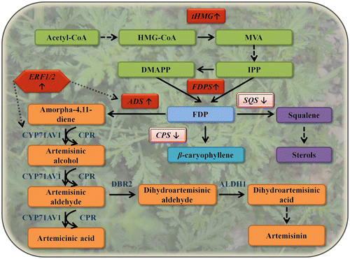 Figure 1 A schematic summary of metabolic engineering efforts in A. annua. An overview of the MVA pathway (depicted in green) supplying E,E-farnesyl diphosphate (FDP) substrate to the artemisinin pathway (depicted in orange) and to the sterol pathway (depicted in purple) is shown. IPP and dimethylallyl diphosphate (DMAPP) are condensed by FDPS into FDP, which is shunted to artemisinin biosynthesis by amorpha-4,11-diene synthase (ADS), to sterol synthesis by SQS and is also used for other terpenoids such as caryophyllene, which is produced by caryophyllene synthase. Upregulated expression is marked by (↑) and downregulated expression by (↓); the artemisinin-related enzymes are in blue font. Solid arrows, broken arrows, and stippled arrows represent single and multiple enzymatic steps and direct activation, respectively. Abbreviations: HMG, hydroxymethylglutaryl; tHMG, truncated hydroxymethylglutaryl-CoA reductase; CYP, cytochrome P450; CPR, cytochrome P450 reductase; DBR2, artemisinic aldehyde reductase; ALDH1, aldehyde dehydrogenase 1; ERF1 and 2, AP2/ERF-like regulatory factors.