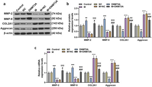 Figure 7. Overexpressed DNMT3A counteracted the regulatory effect of miR-206 mimic on ECM-related genes