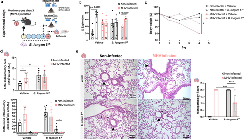 Figure 6. The mouse model of MHV-3 infection showed memory impairment in object recognition and location tests, and treatment with B. longum 51A reversed the cognitive alterations. (a) experimental design: C57BL/6 non-infected and MHV-3 infected and treated with probiotic B. longum 51A (vehicle: non-infected N = 4; MHV-3 infected N = 7; B. longum 51A: non-infected N = 4; MHV-3 infected N = 5), and subjected to behavioral (object location and recognition) tests 4 days later. (b) percentage of exploration time for the new object (N) or the one remaining unmoved (O) in the location test relative to a total exploration time (N = 20). (c) Body mass over time was measured daily throughout the experiment. (# significant main effect of MHV infection) (N = 29). (d) total number of inflammatory cells in bronchoalveolar lavage (BAL) (N = 29). Differential inflammatory cells number in bronchoalveolar lavage (BAL) (N = 29). (e) H&E staining: histological alterations in the lung of MHV-3 infected mice and treated with probiotic B. longum 51A. Graph showing the histopathological score of the airway, vascular and parenchymal inflammation in control and post-COVID mice lungs (N = 29). Arrowheads indicate lung airways. Asterisks indicate inflammatory infiltrates. Scale bar: 50 μm. 20X objective. Statistical analysis: One sample t-test against the hypothetical value of 50% was used in B. Three-way repeated measures ANOVA with Tukey’s test was used in C. Two-way ANOVA with Student-Newman-Keuls test was used in D and E. Data are shown as mean and standard deviation (SD).