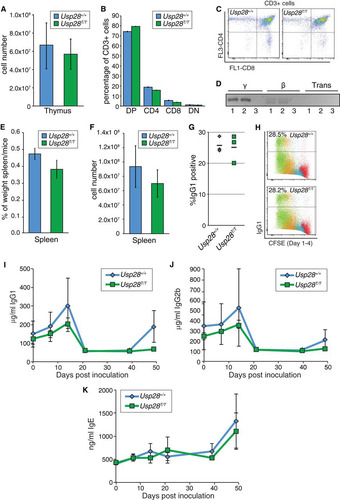 FIG 5 Physiological end-joining processes dependent on ATM and 53BP1 are unaffected by USP28 deficiency. (A) The number of thymocytes in dissected thymi from mice of the indicated genotypes. Results were pooled from multiple WT (n = 6) and Usp28T/T mice (n = 7). (B) Distribution of thymocyte populations from 2-month-old mice of the indicated genotypes (n = 2 for each genotype). CD3-positive cells were stained for CD4 and CD8, and percentages were determined by flow cytometry. DN or DP indicates cells double negative or double positive for CD4 and CD8. (C) Examples of the primary flow cytometry data plotted in panel B. (D) Nested PCR analysis of expected TCRγ and TCRβ loci junction products or transrearrangements between loci in WT (lanes 1) or Usp28T/T (lanes 2) thymocytes. Results for a water control are shown in lanes 3. (E and F) The splenic weight (E) and cell number (F) in WT (n = 6) and Usp28T/T-deficient (n = 7) mice. (G) Class switching to IgG1 in vitro following LPS or IL-4 stimulation (n = 3 for each genotype). (H) Examples of the primary data plotted in panel G, showing CFSE staining to monitor proliferation. (I to K) ELISA measurements of IgG1 (I), IgG2b (J), and IgE (K) levels from animals of the indicated genotype injected with TNP-KLH at days 0 and 41. Each data point is the average for 3 animals, with the standard deviation plotted.