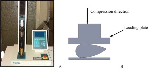 FIGURE 2 (A) Universal test machine used in the compression test. (B) Geometric model for compression in the transverse direction as 2D model.