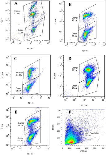 Figure 3. Dot plots from JC-1 staining of spermatozoa in different groups. Effects of incubation of different PRGF dosages (1%, 5%, and 10%) on mitochondrial membrane potential. After incubation with spermatozoa, JC-1 staining method was used and the samples were read by flowcytometry. The fluorescence response for orange spermatozoa (high mitochondrial membrane potential); and green spermatozoa (low mitochondrial membrane potential). (A) After density gradient centrifugation, (B) control, (C) 1% PRGF, (D) 5% PRGF, (E) 10% PRGF, (F) Forward scatter (FSC) intensity and side scatter (SSC) intensity plot.