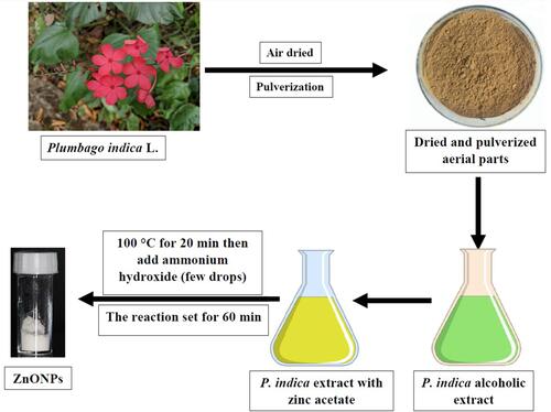 Figure 2 Schematic demonstration for the green synthesized ZnONPs mediated by the alcoholic extract of the aerial parts of P. indica.