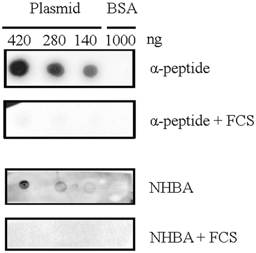 Figure 4. Far dot-blotting assay probing the binding of recombinant α-peptide of IgAp and NHBA in the presence or absence of FCS to DNA. Various amounts of the linearized plasmid pETx507_AutAp and, as a control, of 1000 ng of BSA were spotted onto a membrane. The membrane was then blocked and subsequently incubated with recombinant NHBA or α-peptide of IgAp, which were first incubated or not with FCS. The binding of the peptides to the DNA on the membrane was analyzed by immune detection using anti-α-peptide or anti-NHBA antibodies