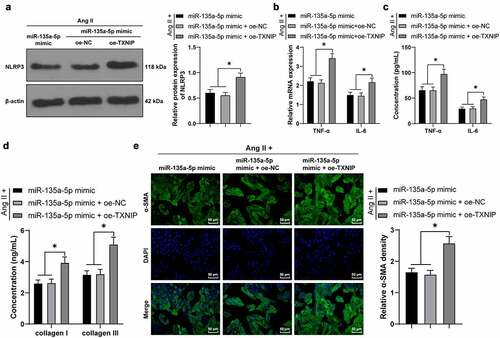 Figure 6. miR-135a-5p overexpression targeted TXNIP to suppress NLRP3-mediated inflammation and fibrosis of CFs. Ang II-treated mouse CFs were simultaneously transfected with miR-135a-5p mimic and oe-TXNIP. a: NLRP3 expression detected via Western blot analysis; b-c: TNF-α and IL-6 concentrations measured via RT-qPCR and ELISA; d: COL-I and COL-III expressions detected via ELISA; e: a-SMA expression detected via immunofluorescence. Cell experiments were performed 3 times and data were represented as mean ± SD. Data in figures a and e were analyzed using one-way ANOVA and data in figures b-d were analyzed using two-way ANOVA, followed by Tukey’s multiple comparison test. * P < 0.05.