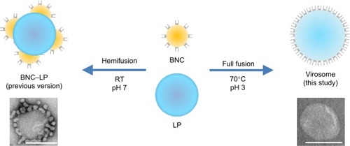 Figure 3 Two forms of BNC–LP complexes.Notes: TEM photographs of BNC–LP complexes and virosomes. Scale bars represent 100 nm.Abbreviations: BNC, bionanocapsule; LP, liposome; RT, room temperature; TEM, transmission electron microscopy.