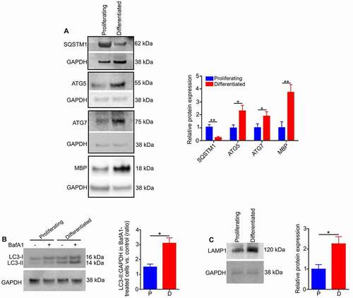 Figure 3. The activation of autophagy during oligodendrocyte differentiation. (A) Western blotting of proteins extracted from proliferating (undifferentiated) cells and differentiated cells (oligodendrocytes) showed that levels of ATG5, ATG7 and MBP were significantly increased and SQSTM1 expression was greatly reduced in differentiated cells relative to proliferating cells. (B) Undifferentiated and differentiated cells were cultured in the presence or absence of the lysosomal inhibitor bafilomycin A1 (BafA1). The cells were then lysed and protein lysates analyzed for LC3 by western blotting. A significant increase in the accumulation of the autophagosome-positive LC3-II isoform was observed in differentiated cells relative to undifferentiated (proliferating) cells after BafA1 treatment, indicating an increase in autophagy flux during differentiation. (C) Immunoblotting showed that expression of LAMP1 was increased in differentiated cells relative to undifferentiated cells. Values are mean ± SEM. *p < 0.05; **p < 0.01