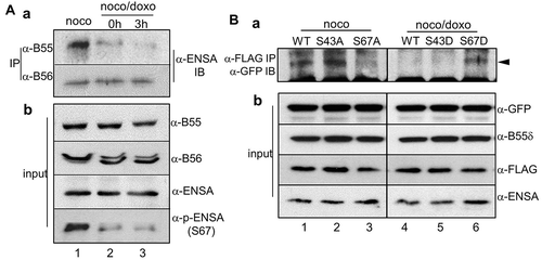 Figure 4. PP2A-B55 regulatory subunits and ENSA are dissociated during mitotic DNA damage recovery. (A) In vivo protein interaction. Endogenous PP2A-B55 or PP2A-B56 was immunoprecipitated, and the bound ENSA (a) and amount of input proteins (b) were detected by immunoblot analysis using the indicated antibodies. (B) Phosphorylation of ENSA at serine-67 is essential for its interaction with PP2A-B55δ. GFP-B55δ and FLAG-ENSA mutants were ectopically co-expressed in cells, and FLAG-ENSA proteins were immunoprecipitated with an anti-FLAG antibody. Bound B55δ was detected by immunoblot analysis using an anti-GFP antibody. Lanes 1 and 4, wild-type FLAG-ENSA; lane 2, FLAG-ENSA S43A; lane 3, FLAG-ENSA S67A; lane 5, FLAG-ENSA S43D; and lane 6, FLAG-ENSA S67D. Prometaphase cells were prepared by 16-h nocodazole treatment (noco) and mitotic cells with DNA damage were released in fresh media for 3 h for recovery from mitotic DNA damage (noco/doxo). Bound B55δ is indicated with arrowhead.