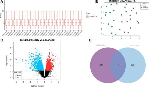 Figure 2 Identification of DEARGs in advanced carotid atherosclerosis. (A) The boxplot was used to view the distribution of values of the selected samples of GSE28829. (B) Uniform Manifold Approximation and Projection (UMAP) is a dimension reduction technique useful for visualizing how Samples are related to each other. UMAP was performed on all carotid atherosclerotic plaque samples. (C) The volcano of DEGs in GSE28829. (D) Venn diagram was used to explore and download the overlap in the significant genes between multiple contrasts. The results showed that 19 DEARGs were selected.