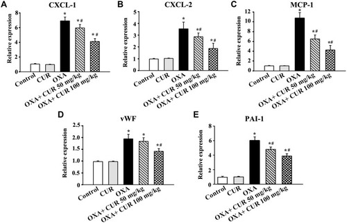 Figure 4 Effects of CUR on OXA-induced cytokine responses and the coagulation cascade. mRNA expression levels of CXCL1 (A), CXCL2 (B), MCP-1 (C), vWF (D), and PAI-1 (E) of each group were measured. The results are presented as the mean ± standard deviation of five mice from each group. *P<0.01 vs control group, #P<0.01 vs OXA group.