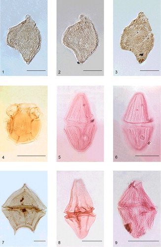 Plate 6. A montage of dinoflagellate cysts which were of special interest to Bill Evitt.Figures 1–3. Nannoceratopsis gracilis. All specimens from the lowermost Middle Jurassic Brent Group (probably the Broom Formation) from quadrant 211 in the northern North Sea (precise well/depth details unknown). Note that the specimens are all in left lateral view, with the prominent dorsal antapical horn to the right-hand side. The autophragm is microreticulate, and the small cingular archaeopyle can be discerned close to the apex on all three specimens (Piel & Evitt Citation1980a). 1. British Geological Survey (BGS) specimen number MPK 14583, slide 0004, England Finder coordinate T38/3 (length 60 μm; width 47 µm). 2. BGS specimen number MPK 14584, slide 0004, England Finder coordinate W51 (length 58 μm; width 47 µm). 3. BGS specimen number MPK 14585, slide 0004, England Finder coordinate P41 (length 67 μm; width 44 µm). The scale bars all represent 25 μm.Figure 4. Gillinia hymenophora. The holotype from the Rough Range South No. 1 bore, Western Australia, from between 729.39 and 728.47 m (Cookson & Eisenack Citation1960, pl. 3, fig. 4). Gillinia is a Late Cretaceous genus with a global distribution and Gillinia hymenophora is marker for the Santonian to Campanian–Maastrichtian interval in Australia (Helby et al. Citation1987, fig. 40). It is partiform and a representative of the Phanerodinium complex of Evitt (Citation1985). Note the cingulum which is located high on the cyst, and with pericoel locally developed in the lateral cingular areas. The length of the specimen is 38 μm, and its width is 33 µm; the scale bar represents 25 μm.Figures 5, 6. Dinogymnium undulosum. The holotype from the Upper Cretaceous Madura Shale from 295.05 to 293.52 m in the Madura No. 1 Bore (Cookson & Eisenack Citation1970, pl. 10, fig. 3). This water borehole was drilled in the Eucla Basin, Western Australia (Lowry Citation1968). Note the broad, rounded apices, the prominent cingulum and sulcus, the subequal epitract and hypotract, and the undulating longitudinal ridges. Herngreen (Citation1975, p. 63) suggested that Dinogymnium denticulatum may possibly be synonymous with this species. The length of the specimen is c. 64 μm, and its width is 34 µm; the scale bar represents 25 μm.Figure 7. Palaeoperidinium pyrophorum from the earliest Paleocene (Danian) Sobral Formation of central Seymour Island, Antarctica. British Antarctic Survey slide number D9.129.1A, England Finder coordinate K65/1. Photomicrograph taken by Dr Vanessa C. Bowman (British Antarctic Survey) and is used with permission. The specimen is in dorsal view. Note the subpentagonal outline, the three relatively short, distally pointed polar horns, the prominent cingulum and the two cyst layers; the innermost one is the apparently closely appressed endophragm and periphragm. The outer layer is the smooth exophragm (Evitt et al. Citation1998). The scale bar represents 25 μm. This specimen was originally illustrated in Bowman et al. (Citation2016, fig. 3.4).Figure 8. Dinogymnium nelsonense. The holotype from the Upper Cretaceous at 1899.82 m in the Nelson Bore (Cookson Citation1956, pl. 1, fig. 10). This borehole was drilled by the Victoria Department of Mines close to a bridge over the Glenelg River at Nelson, Glenelg Parish, southwest Victoria, Australia (Deflandre & Cookson Citation1955, fig. 1). Note the elongate ambitus, the truncated apical region, the prominent cingulum, the large epitract and the relatively thin, smooth wall which exhibits longitudinal folds. The length of the specimen is 70 μm, and its width is 38 µm; the scale bar represents 25 μm.Figure 9. Dinogymnium westralium. The holotype from the Upper Cretaceous (Campanian–Lower Maastrichtian) Korojon Calcarenite between 423.06 m and 420.62 m in Wapet's Rough Range Well No. 4 (Cookson & Eisenack Citation1958, pl. 1, fig. 9). This well is located in the Exmouth Gulf area of the Carnarvon Basin, Western Australia. Note the elongate biconical ambitus, the relatively narrow cingulum and the dense longitudinal ridges which have irregular distal margins. The hypotract is slightly larger than the epitract, and has a broadly rounded antapex. The length is 47 μm, and the width is 28 µm; the scale bar represents 25 μm.