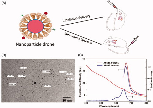 Figure 5. Illustration showing both intravenous and inhalation (INH) delivery of nanoparticle drones; (B) TEM image of lung tumor-targeted with drones; and (C) absorption spectra of drone technology uniquely customized for INH delivery to lung tumors (Ngwa et al., Citation2017).