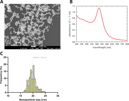 Figure 1 Characterization of BSA-AuNPs after preparation. FE-SEM micrograph of (18.3 ± 1.5 nm) BSA-AuNPs deposited on silicon wafer (A). UV-VIS absorption spectrum of BSA-AuNPs (pathlength of 0.4 cm) (B). Size distribution of AuNPs in water (C).