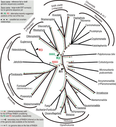 Figure 1. A current estimate of the eukaryotic phylogenetic tree. The scheme is a consensus of recent phylogenetic and phylogenomic analyses [Burki et al. Citation2007, Citation2008, Citation2009, Hampl et al. Citation2009, Baurain et al. Citation2010, Glücksman et al. Citation2010, Parfrey et al. Citation2010, Yabuki et al. Citation2010]; relationships with inconsistent support are indicated by dashed branches. The limited molecular data available for Collodictyonida, Ancyromonadida, and Micronuclearia podoventralis attest to their independence on other lineages, but do not allow for their more precise placement in the tree. Following a recent proposal [Cavalier-Smith Citation2010b], the name ‘Chromista’ is here applied in a broader sense as compared to the original meaning of the name; the newly defined Chromista comprise ‘chromalveolates’ expanded by inclusion of Rhizaria and some minor previously unplaced lineages (centroheliozoans and telonemids). Three alternative positions of the root of the tree discussed in the text are marked by wedges. Note that the root R1 as indicated in the tree only approximately corresponds to the ‘unikont-bikont’ rooting previously advocated by Stechmann and Cavalier-Smith (Citation2003) and Richards and Cavalier-Smith (Citation2005), since the latter assumed Apusomonadida to be ‘bikonts’, while more recent evidence and the present scheme shows these two groups branching off on the ‘unikont’ side. Two alternative scenarios on the evolutionary path of the GTPase RAB24 implied by the alternative roots R2 and R3 are shown by green and red arrows, respectively (a scenario for the R1 root is omitted for clarity). Note that the R2 scenario assumes the presence of RAB24 at the root (i.e., already in the LECA) and secondary loss in the Discoba lineage (among other lineages), whereas the R3 scenario implies post-LECA emergence of RAB4 and its primary absence in the Discoba.