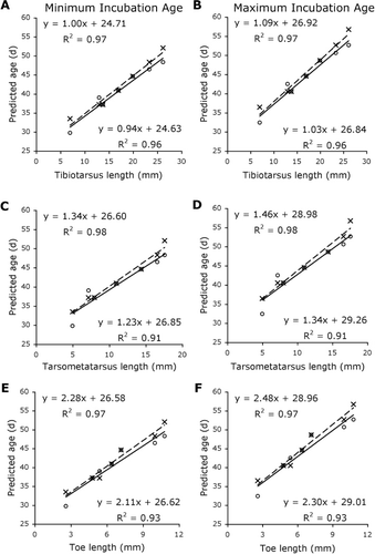 Figure 3 Regressions of selected measurements with predicted age based on ostrich and chicken models. Predictions for both the minimum (78 days) and maximum (85 days) kiwi incubation period are presented. Equations and R2 values above the line correspond to the ostrich regression (×, —) and those below correspond to the chicken regression (o, —). A, B, Tibiotarsus length. C, D, Tarsometatarsus length. E, F, Toe length.