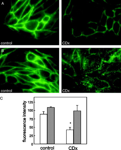 Figure 2.  CDx treatment decreases the number of fluorescent-labelled surface AChR and shifts their cellular distribution in living cells. (A) Cells incubated for 30 min at 37°C with buffer (control) or 15 mM CDx were labelled with Alexa488-αBTX for 1 h at 4°C. (B) Cells were labelled with Alexa488-αBTX for 1 h at 4°C and subsequently incubated for 30 min at 37°C with buffer (control) or 15 mM CDx. (C) Surface (empty bars) and total (surface + internalized, gray bars) fluorescence intensity in control and CDx-treated cells. Data represent the mean±SD of at least 3 independent experiments, expressed in arbitrary units. The asterisk denotes a statistical significance of p<0.001. This Figure is reproduced in colour in Molecular Membrane Biology online.