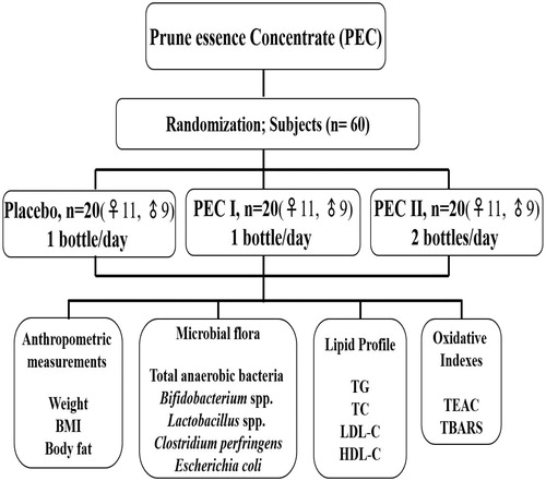 Figure 1. The schematic representation of the present study.