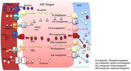 Figure 4. Figure depicting soil, mycorrhiza and plant interfaces involved in nutrient uptake during mycorrhizal symbiosis process. The fungi receive different nutrient supplement from soil and transports them to its symbiotic plant partner. Nutrient transfer from soil by mycorrhizal fungus occurred via different transporter molecules. Different transporter molecules involved in this process are phosphate, amino acids, urea, ammonia and nitrate transporters. Similarly, fungus receives its carbon source like fructose, sucrose etc. from host plant via specialized transporter molecule in exchange of nutrient supply.