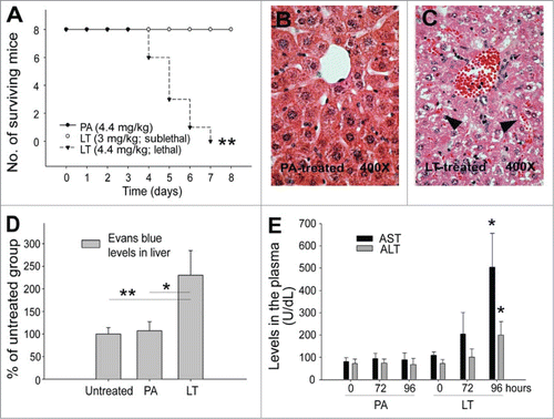 Figure 1. LT-induced liver damage. Mortality of mice treated with PA (4.4 mg/kg) and LT (4.4 mg/kg, lethal dose; or 3 mg/kg, sublethal dose) (A) (n = 8) was plotted as Kaplan–Meier curves (PA vs. LT, **P < 0.01). Analyses data were obtained from animals with the same type of treatments as indicated in Panel A (B–E). Hematoxylin and eosin staining of liver sections from PA (B) and lethal dose LT (C) treated mice (96-h treatment). Arrows indicate the blood cell leaked into liver sinusoid (C). Liver retained Evans blue levels, which indicates the plasma leakage (D) (96-h treatment). Serum aspartate aminotransferase (ASL) and alanine aminotransferase (ALT) levels of mice treated with PA and LT for 0, 72, and 96 h, respectively; *P < 0.05, compared with respective PA groups (E). n = 6 (D, E).