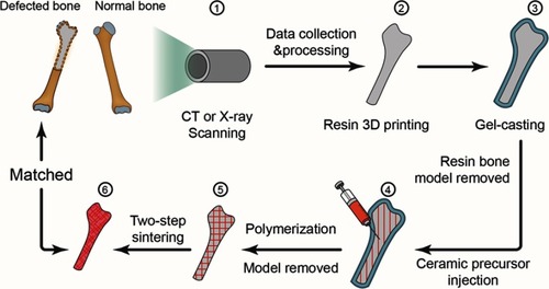 Figure 1 Illustration of the ceramic hip joint prosthesis fabrication processes by gel-casting method combined with 3D printing technology.