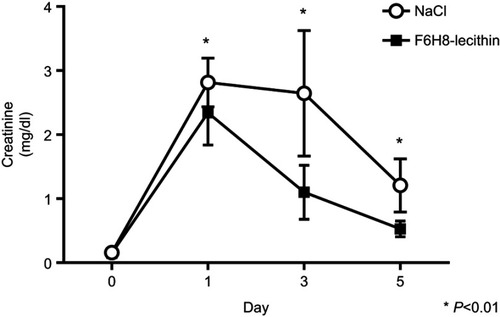 Figure 5 Renal function after induction of acute kidney injury. Serum creatinine revealed significantly improved renal function in the F6H8-lecithin emulsion group compared to the control group at days 1, 3, and 5 (F6H8-lecithin vs NaCl; *p<0.01; n=6).