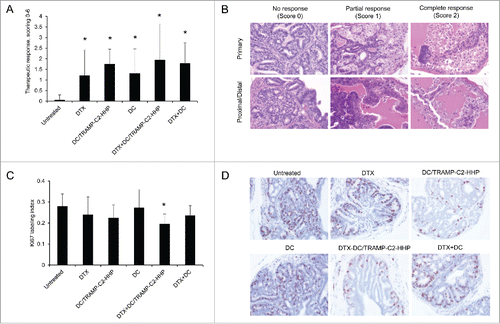 Figure 2. Histopathology analysis of TRAMP mice treated with docetaxel and DC-based vaccines. (A) Quantitative analysis of therapeutic response scoring in TRAMP mice treated with docetaxel and DC-based vaccines. (B) Representative pictures of scoring. (C) Ki67 labeling index and representative pictures of all treated groups and untreated control (D). *P<0.05 vs. control (t-test).