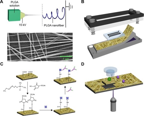 Figure 1 The configuration of PLGA nanofiber microchip for the high-purity isolation of CTCs.Notes: (A) A transparent PN-NanoVelcro substrate was prepared by depositing electrospun PLGA nanofibers onto a commercial LMD glass slide (with a pre-deposited 1.2 µm thick PPS membrane). The SEM image of the electrospun PLGA nanofibers is shown. (B) A custom-designed chip holder is used to sandwich a microchip that is composed of an overlaid PDMS chaotic mixer chip. (C) Schematic representation of the chemistry of EpCAM-modified PLGA for cancer cell capture applications. (D) Single CTC isolation by laser microdissection.Abbreviations: CTCs, circulating tumor cells; EpCAM, epithelial cell adhesion molecule; LMD, laser microdissection; PLGA, poly(lactic-co-glycolic acid); SEM, scanning electron micrograph.