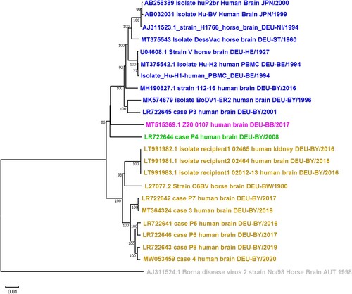 Figure 1. Phylogenetic tree of whole-genome sequences of BoDV-1 strains. Phylogenetic analysis used the Neighbour-Joining algorithm and p distance model in MEGA 11 [Citation14]. The tree was rooted with the genome sequence of BoDV-2 No/98 (AJ311524). Values at branches represent support in 1000 bootstrap replicates. Only bootstrap values ≥70 at major branches were shown. Names indicated accession number at GenBank, description of isolate, original source, location, and year of isolation. Colour codes indicated designated cluster [Citation11]; 1A = yellow; 2 = green; 3 = pink; 4 = blue. DEU = Germany; JPN = Japan; DEU Federal States: BE = Berlin; BB = Brandenburg; BW = Baden-Wurttemberg; BY = Bavaria; HE = Hesse; NI = Lower Saxony; ST = Saxony-Anhalt.