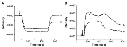 Figure 4 SPR responses of Au films modified with GCS7.4-CMβ-CD NPs (a′, b′) or DOX-GCS7.4-CMβ-CD NPs (a, b) when injected with pH 5.0 PBS (A) and pH 7.4 PBS (B). The arrows in (A) and (B) indicate the time the injections were performed.Notes: pH 6.0 PBS was used as the carrier solution in experiment. All results were repeated for three times.Abbreviations: DOX, doxorubicin hydrochloride; GCS, glycol chitosan; CMβ-CD, carboxymethyl–β-cyclodextrin; NPs, nanoparticles; PBS, phosphate-buffered saline; sec, seconds.