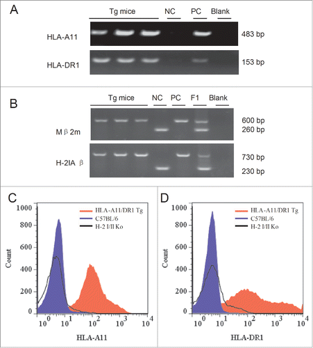 Figure 2. Genotype of HLA-A11/DR1 Tg mice and flow cytometric analysis of transgenic HLA molecules expressed on the surface of mouse immune cells. Genomic DNA purified from HLA-A11/DR1 Tg mice was analyzed by PCR using primers specific for HLA-A11, HLA-DR1, mouse β2m, and H-2 IAβ. (A) Identification of HLA-A11 (upper panel) and HLA-DR1 (lower panel). Tg mice, HLA-A11/DR1 Tg mice; NC, Negative control; PC, Positive control; Blank, dH2O. (B) Identification of mouse β2m(upper panel) and H-2 IAβ (lower panel).Tg mice,HLA-A11/DR1 Tg mice; NC, Negative control; PC, Positive control; F1, Heterozygote control; Blank, dH2O.(C and D) Splenocytes from HLA-A11/DR1 (red histogram), H-2-I/II knockout mice (black histogram), and wild-type C57BL/6 (blue histogram) mice were isolated and stained with a PE-anti-human-HLA-ABC antibody (C) or an FITC-anti-human-HLA-DR antibody (D) to detect HLA-A11 and HLA-DR1 expression, respectively.