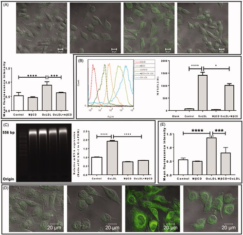 Figure 4. Inhibitory effect of MβCD on the oxLDL-induced expression of adhesion molecules in HUVECs. Four groups are categorized: HUVECs without treatment (control), treated with MβCD only (at 5 mM at 37 °C for 1 h), with oxLDL only (at 50 µg/mL at 37 °C for 12 h), and with both oxLDL and MβCD, respectively. (A) Confocal microscopic imaging of ICAM-1 molecules on cell surfaces (upper panel: representative confocal images; lower panel: quantification of MFI). (B) Flow cytometric detection of ICAM-1 molecules in cells (left panel: representative flow cytometric data; right panel: quantification of MFI). (C) The detection of ICAM-1 mRNA expression in cells. Left panel: agarose gel electrophoretic image; right panel: quantification of relative mRNA expression (ratio of ICAM-1 to GAPDH). (D) Representative confocal microscopic images of fluorescently stained VCAM-1 molecules on cell surfaces. From left to right: control, MβCD only, oxLDL only, and oxLDL + MβCD, respectively. (E) Quantification of VCAM-1 MFI. *p < 0.05; ***p < 0.001; ****p < 0.0001 compared with the corresponding group (n = 5 in A; n = 3 in B,C,E).