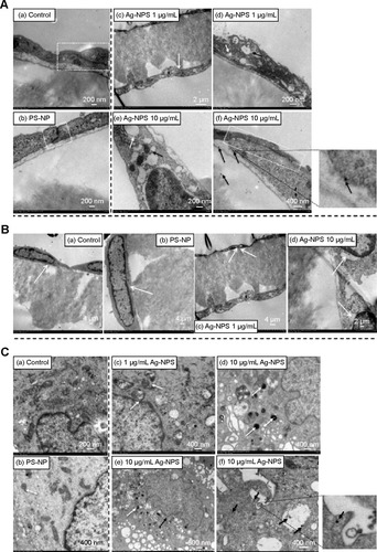 Figure 6 TEM images of primary rat brain (A) microvascular endothelial cells, (B) pericytes, and (C) astrocytes after 24-hour treatments.Notes: (A) In the control group, endothelial cells form TJs (a, white dash box). In the PS-NP group, a TJ (b, white dash box) between endothelial cells was not disrupted. In the 1 μg/mL Ag-NPS group, the endothelial cells grew nicely on the membrane (c, white arrow) and discontinuous TJs were not observed. Vacuolations (d, white arrow) and ER expansion (d, dark arrow) were observed in the endothelial cells. In the 10 μg/mL Ag-NPS group, mitochondrial shrinkage (e, dark arrow) and ER expansion (e, white arrow) appeared; Discontinuous TJs (f, white dash box) and Ag-NP-like particles as showed in the insert for (f) (f, dark arrows) in endothelial cells were observed. (B) Pericytes grew nicely on the other side of the membrane (white arrow) in the control group (a) and PS-NP group (b). In the 1 μg/mL Ag-NPS group, vacuolations (white arrows) were observed occasionally in pericytes (c). In the 10 μg/mL Ag-NPS group, vacuolations (white arrows) were observed in pericytes (d). (C) In the control group, astrocytes had normal cell morphology (a). In the PS-NP group, mitochondrial shrinkage was observed occasionally (white arrow) (b). In the 1 μg/mL Ag-NPS group, mitochondrial shrinkage was occasionally observed (white arrows) (c). In the 10 μg/mL Ag-NPS group, nuclear atypia (black arrows) and severe mitochondrial shrinkage (white arrows) were observed (d and e); Ag-NP-like particles (showed in the insert for f) were also observed in astrocytes (f, black arrows), as well as in the enlarged picture.Abbreviations: Ag-NPS, silver nanoparticle suspension; ER, endoplasmic reticulum; PS-NP, polystyrene nanoparticle; TEM, transmission electron microscopy; TJ, tight junction.